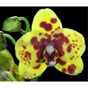 Орхидея 2 ветки (telbird)
